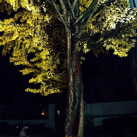 Ginkgo 4*