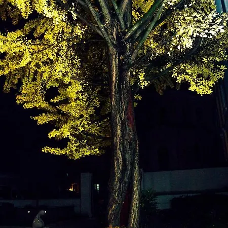 Ginkgo Hódmezővásárhely