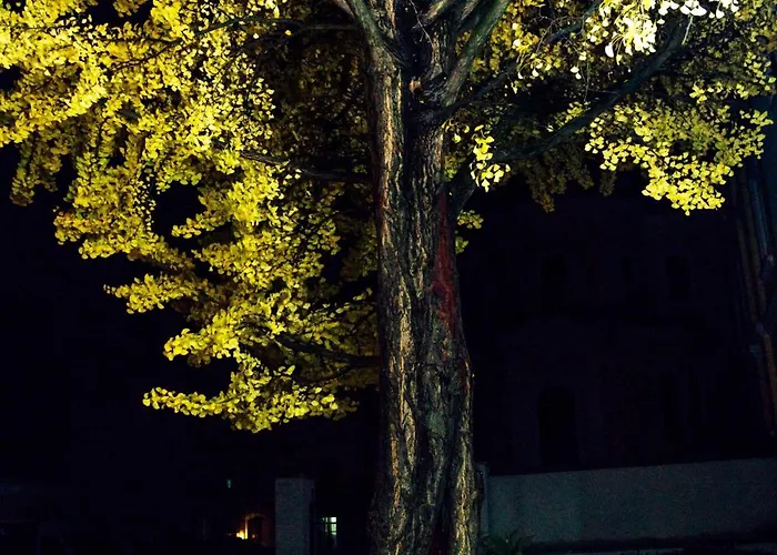 Ginkgo 4*